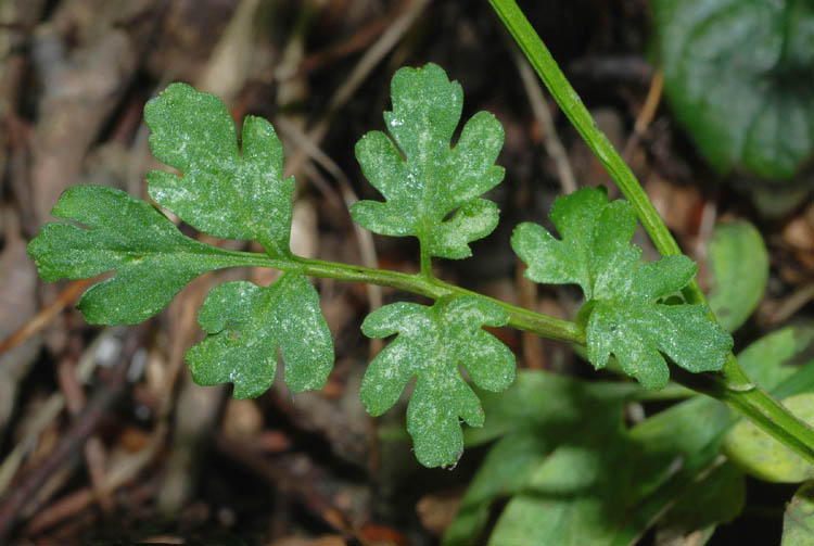 Crucifere dall'' Umbria - Cardamine graeca e C. hirsuta